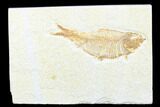 Detailed Fossil Fish (Knightia) - Wyoming #176398-1